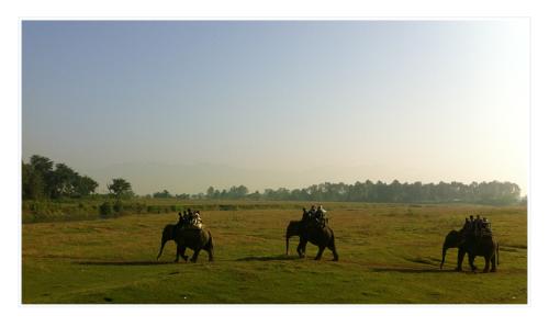 chitwan16