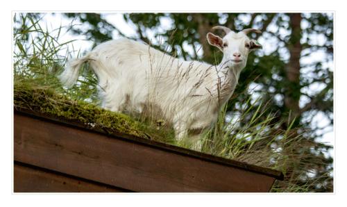 goat-on-rooftop 20323970413 o