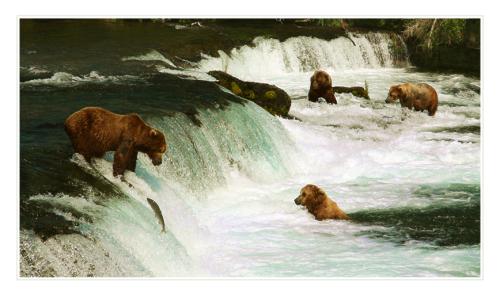 grizzly-at-upper-brook-falls 4829944635 o