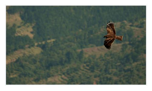 nagarkot eagle1