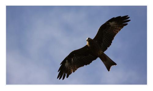 nagarkot eagle2